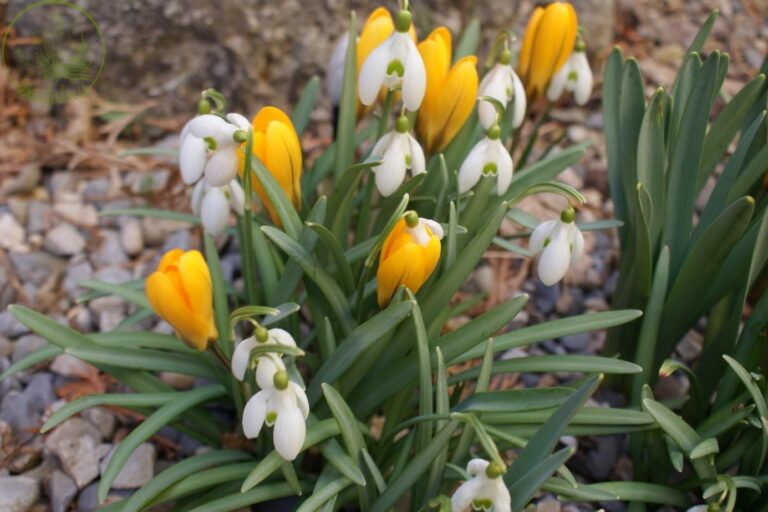 Schneeglöckchen_gsModify