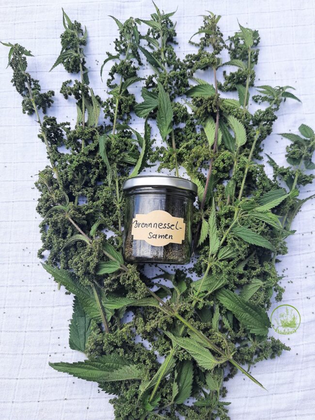 Brennnesselsamen