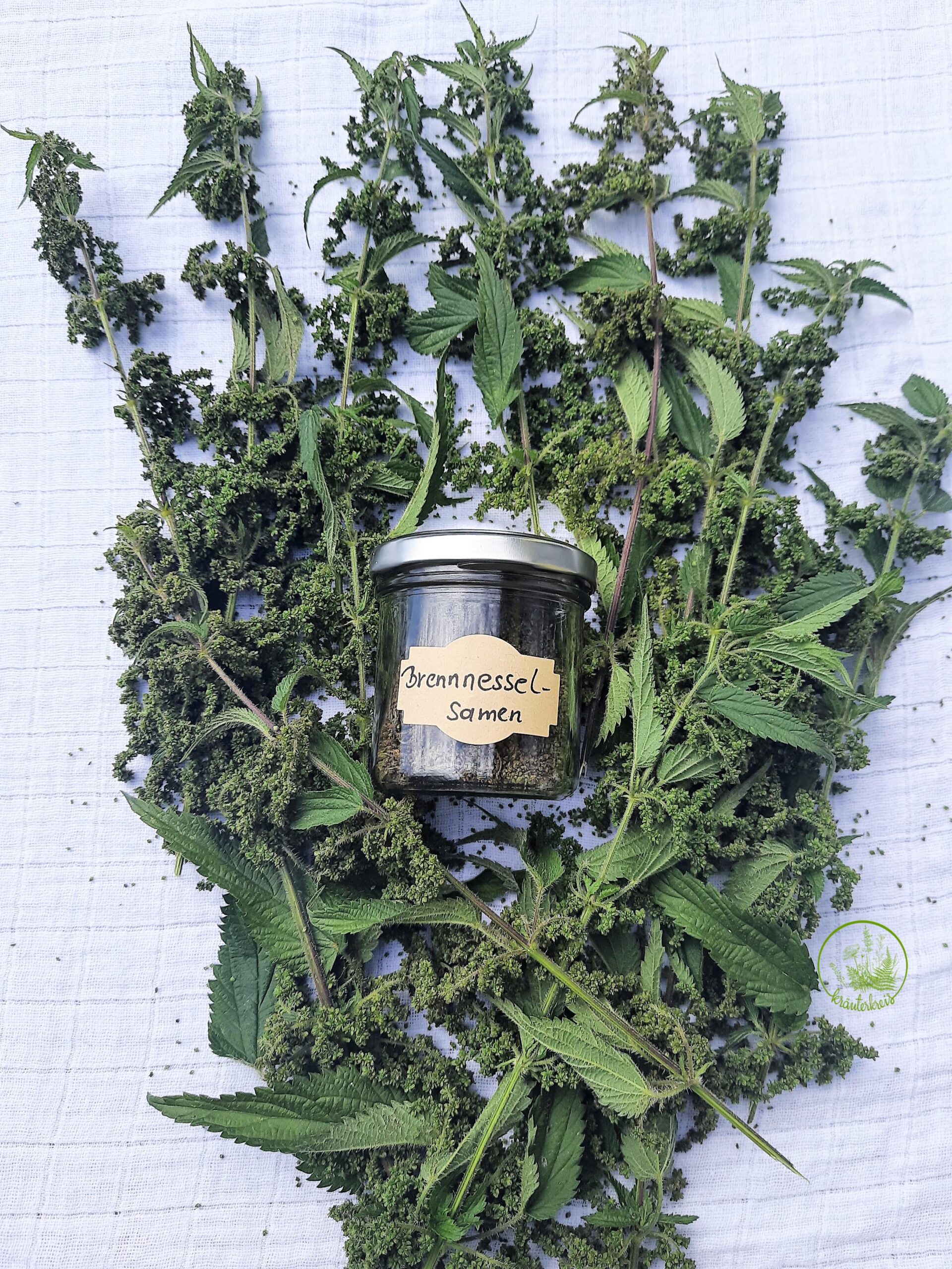 Brennnesselsamen
